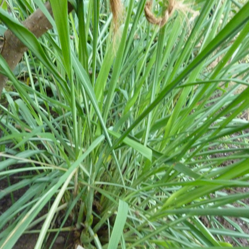 Cymbopogon Nardus
