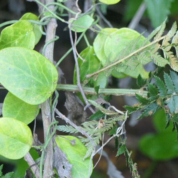 Cynanchum Obtusifolium