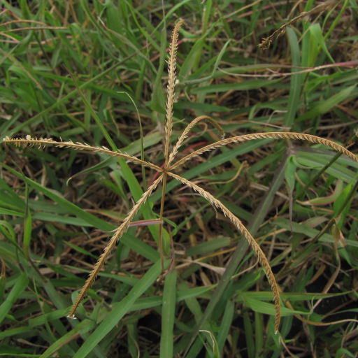 Cynodon Nlemfuensis