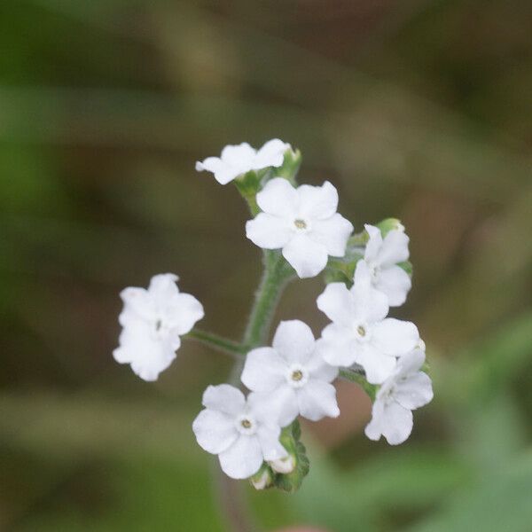 Cernuous Cynoglossum Cernuum Care Guide: Water, Soil & Propagation - Plantiary