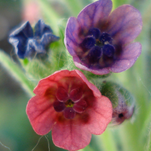 Cynoglossum Officinale