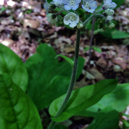 Cynoglossum Virginianum