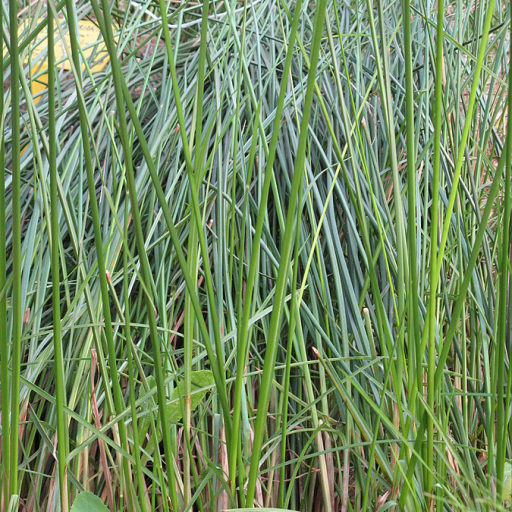 Cyperus Articulatus