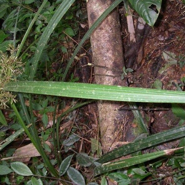 Cyperus Costaricensis