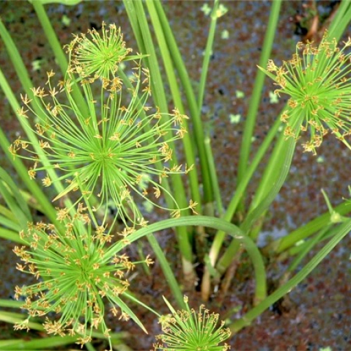 Cyperus Haspan