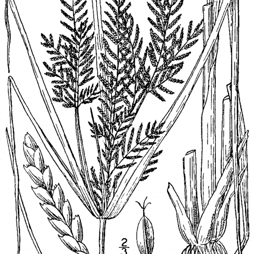 Cyperus Iria