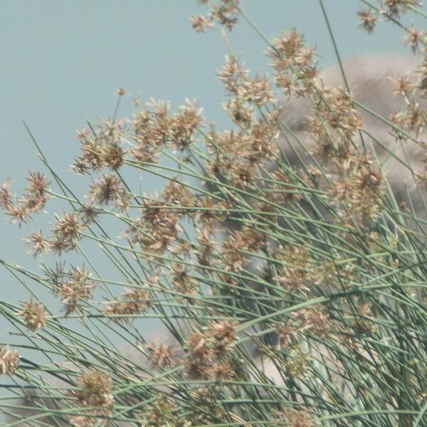 Cyperus Marginatus