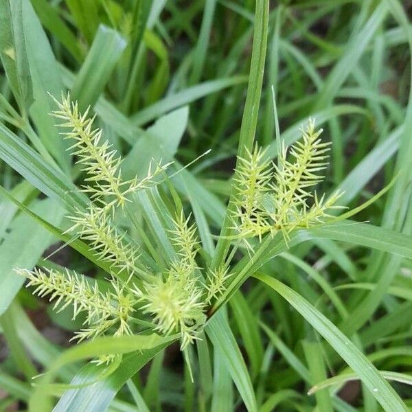 Cyperus Meyenianus