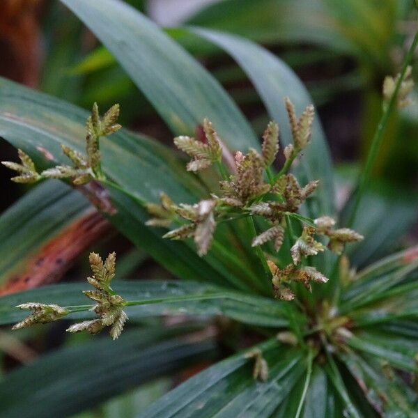 Cyperus Mindorensis