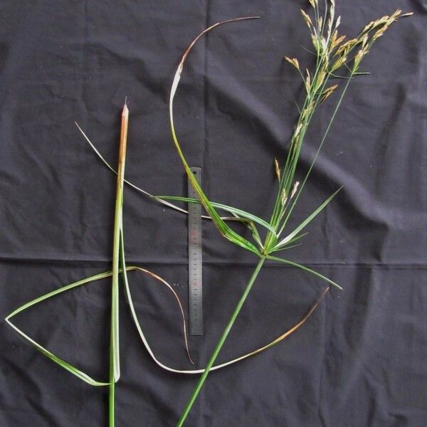 Cyperus Prolixus