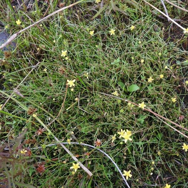 Cyperus Subsquarrosus