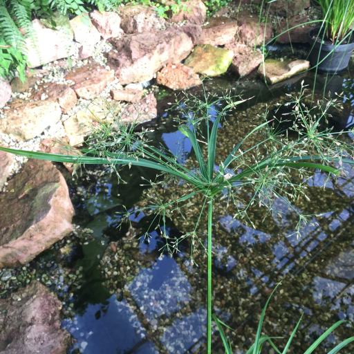 Cyperus Textilis