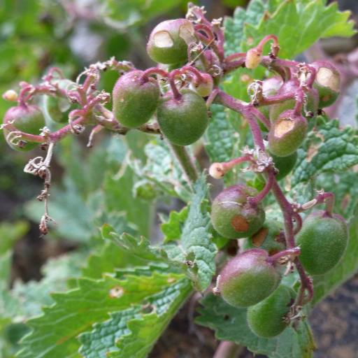 Cyphostemma Cirrhosum