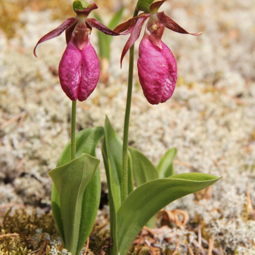 Cypripedium Acaule