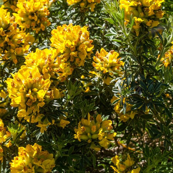Cytisus Austriacus