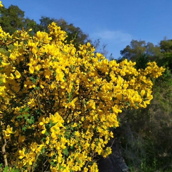 Cytisus Spinosus