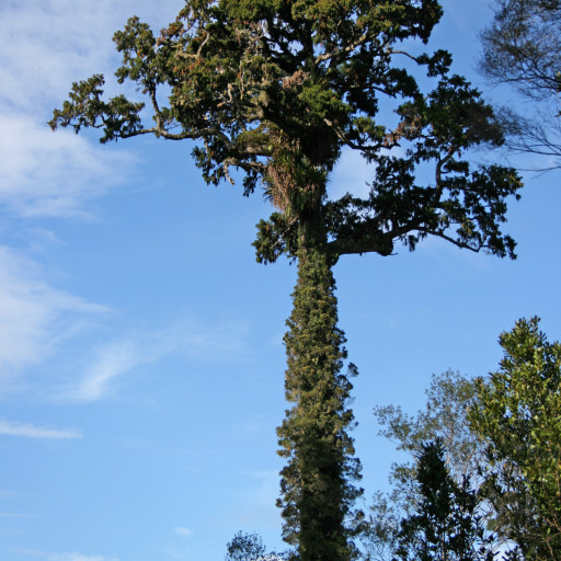 Dacrydium Cupressinum