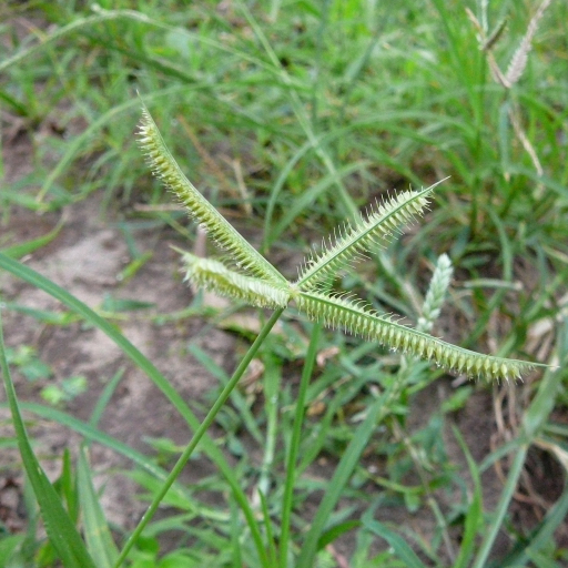 Dactyloctenium Aegyptium
