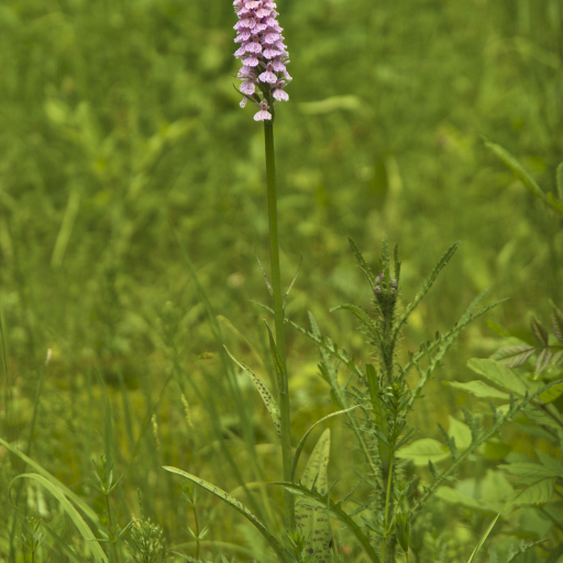 Dactylorhiza Maculata