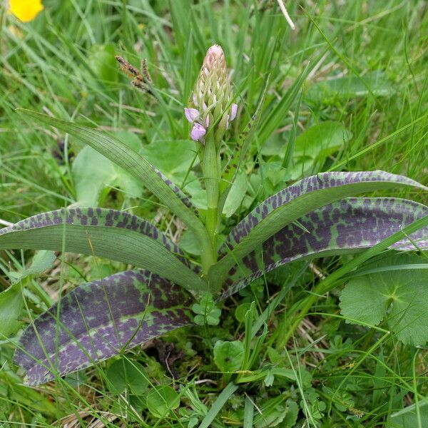 Dactylorhiza Traunsteinerioides