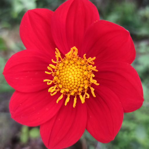 Dahlia Coccinea