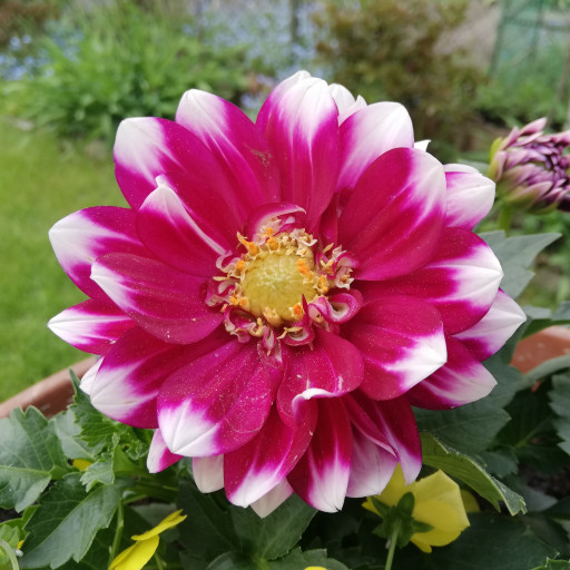 Dahlia Pinnata