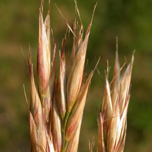 Danthonia Intermedia