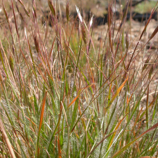 Danthonia Unispicata