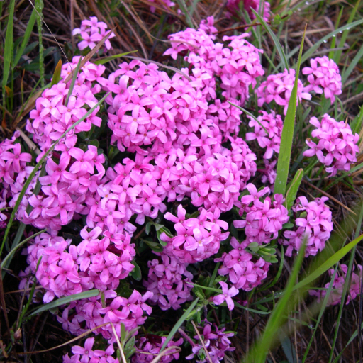 Daphne Cneorum