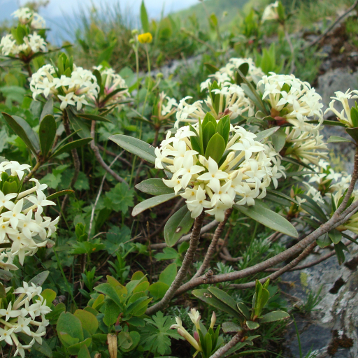 Daphne Glomerata