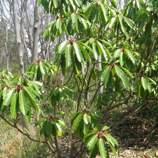 Daphniphyllum Macropodum