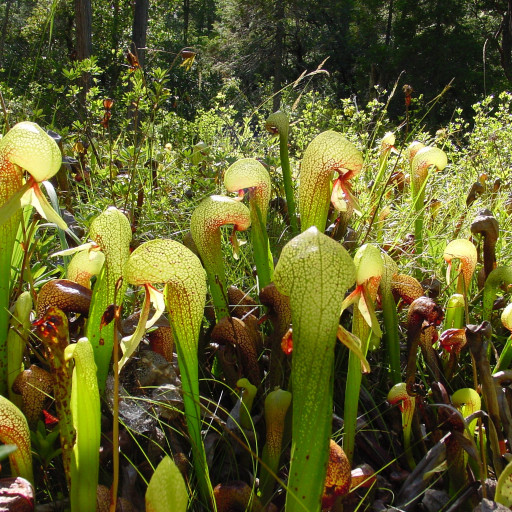 Darlingtonia Californica