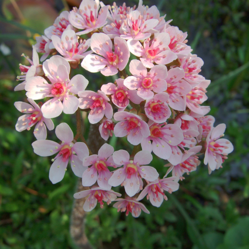 Darmera Peltata