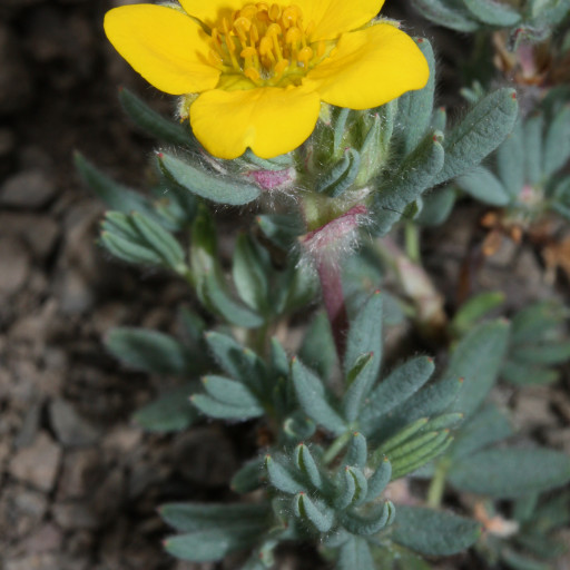 Dasiphora Fruticosa