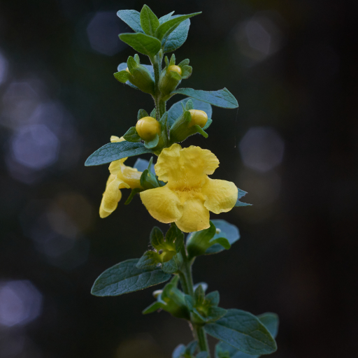 Dasistoma Macrophylla