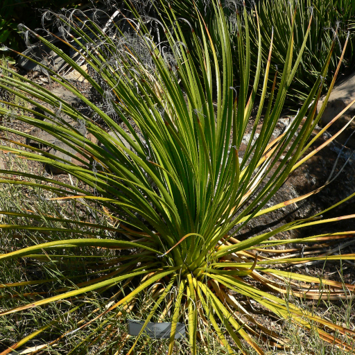 Dasylirion Leiophyllum