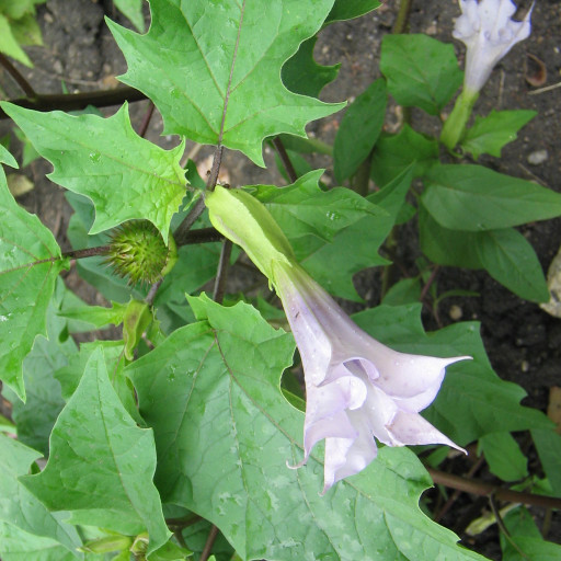Jimsonweed