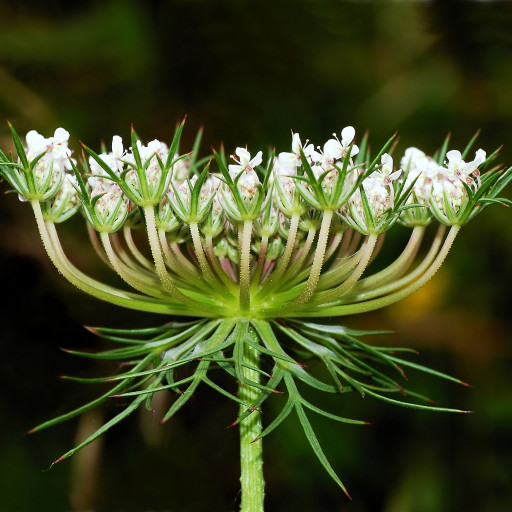 Daucus Carota
