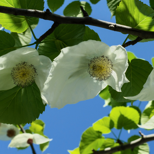 Davidia Involucrata