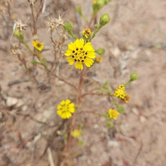 Deinandra Paniculata
