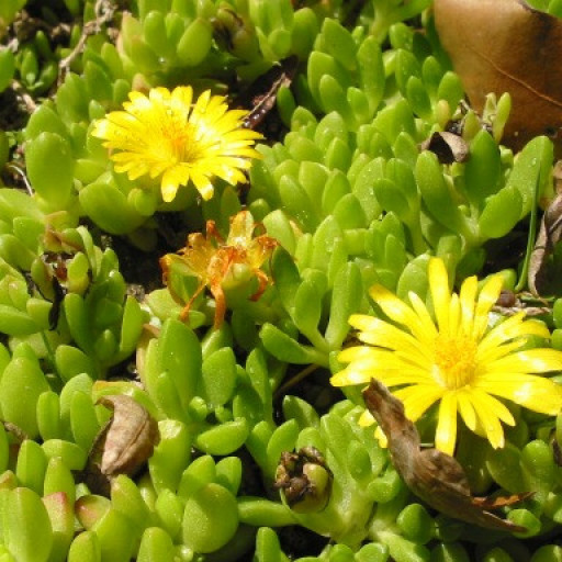 Delosperma Nubigenum