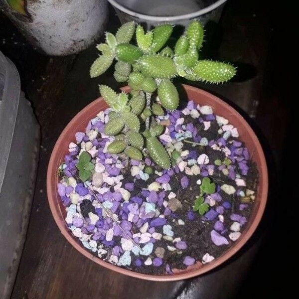 Delosperma Pruinosum