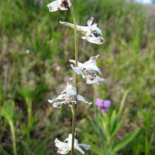 Delphinium Carolinianum