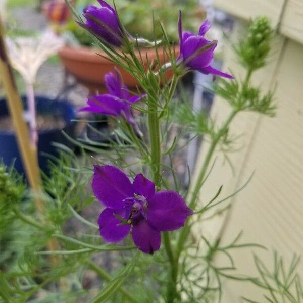 Delphinium Consolida