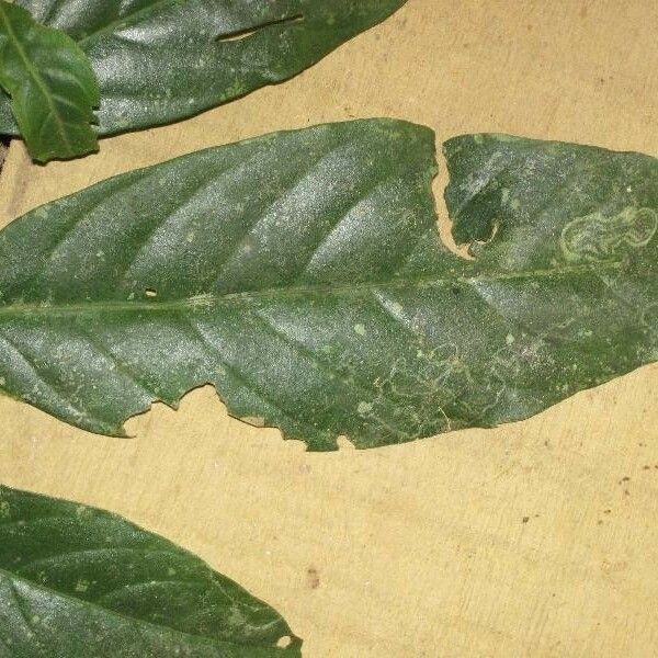 Dendrobangia Boliviana