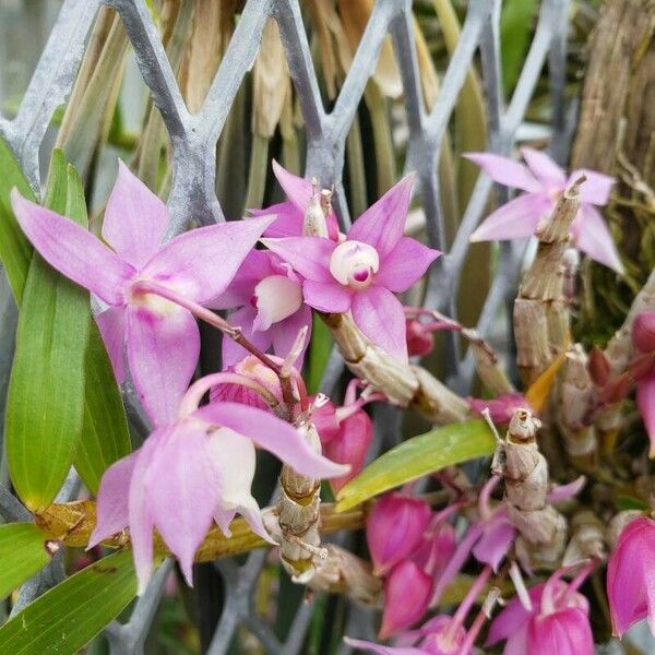 Dendrobium Hercoglossum