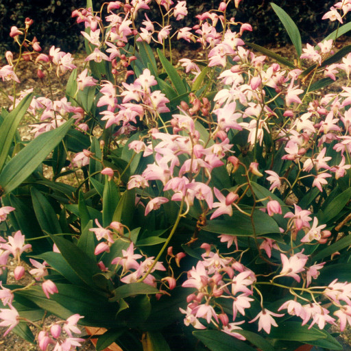 Dendrobium Kingianum