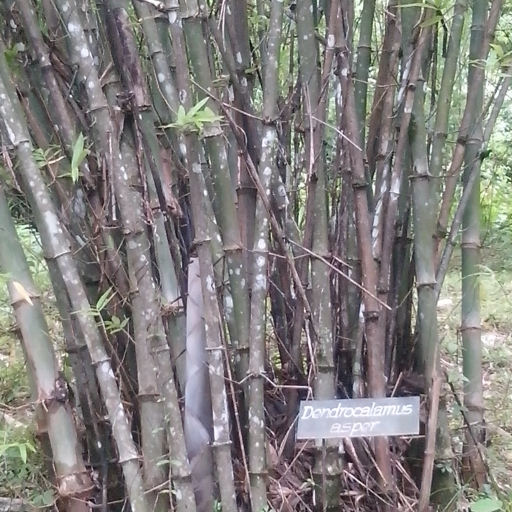 Dendrocalamus Asper