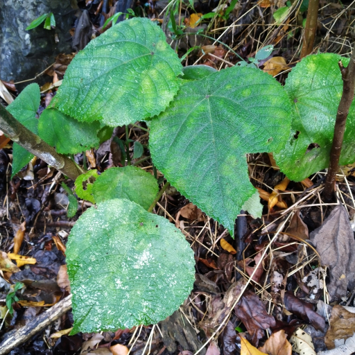 Dendrocnide Moroides