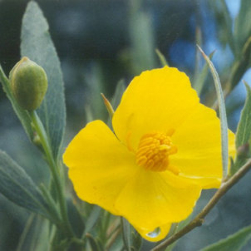 Dendromecon Rigida